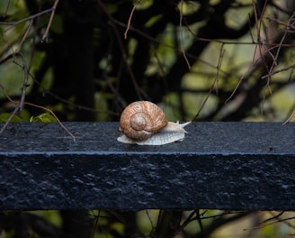 a snail that is sitting on a ledge