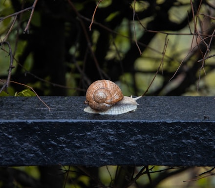 a snail that is sitting on a ledge