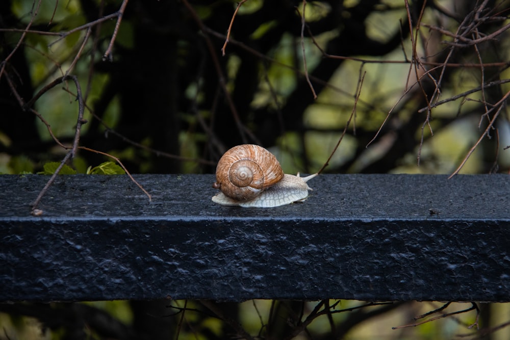 un caracol que está sentado en una repisa