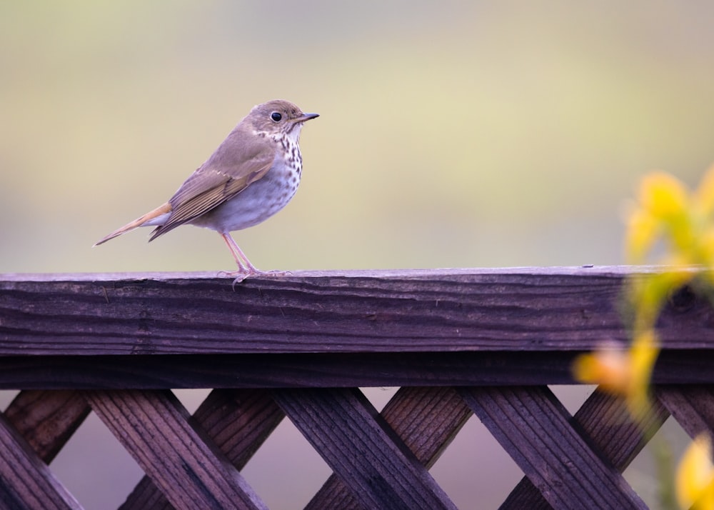 um pequeno pássaro sentado em cima de uma cerca de madeira