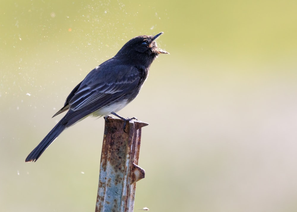 a black bird with a piece of food in its mouth