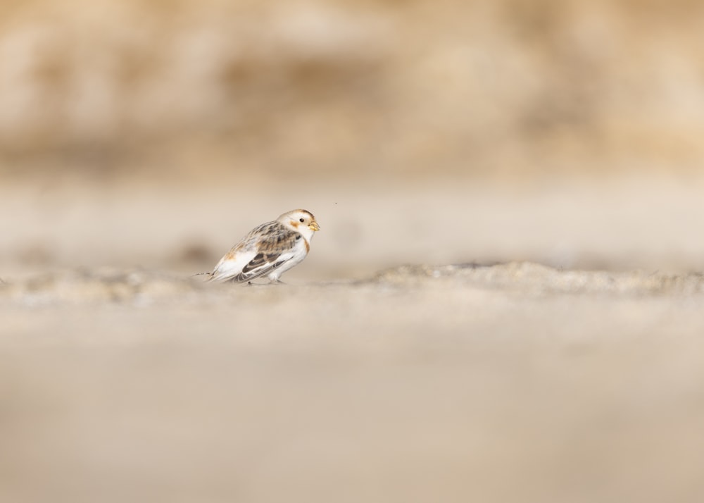 a small bird is standing on the ground