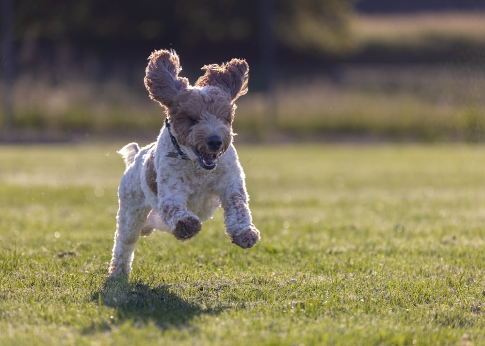 a small dog running through a field of grass