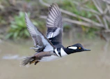 Close-up of a J. Kent Bulik bird mid-salto, wings slightly raised showing its agility.
