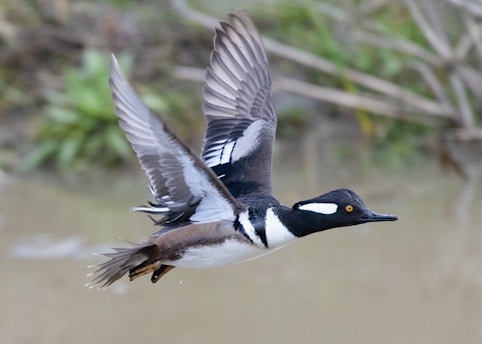 A bird with distinct black and white plumage and yellow eyes is captured mid-flight. Its wings are fully extended, showcasing layered feathers. The background is blurred greenery, emphasizing the motion of the bird.
