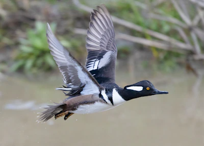 Close-up of a J. Kent Bulik bird mid-salto, wings slightly raised showing its agility.