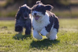 Two playful dogs chasing each other in a sunny backyard, tails high with excitement.