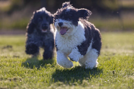 Happy dogs running and playing on a sunny, grassy field surrounded by desert landscape.