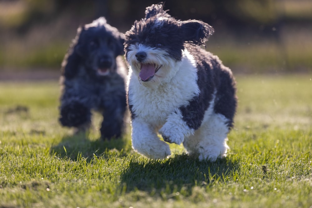 a couple of dogs running across a grass covered field