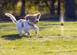 A playful yellow Labrador retriever chasing a ball in a sunny park.