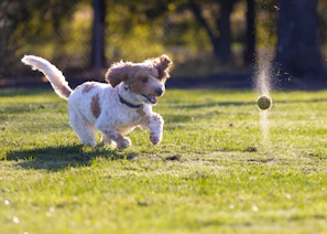 A playful brown terrier with bright eyes chasing a ball in a park.