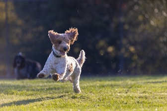 a small dog running across a lush green field