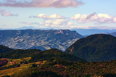 Panoramic view of São Jorge island’s lush green hills and blooming flowers where bees gather.