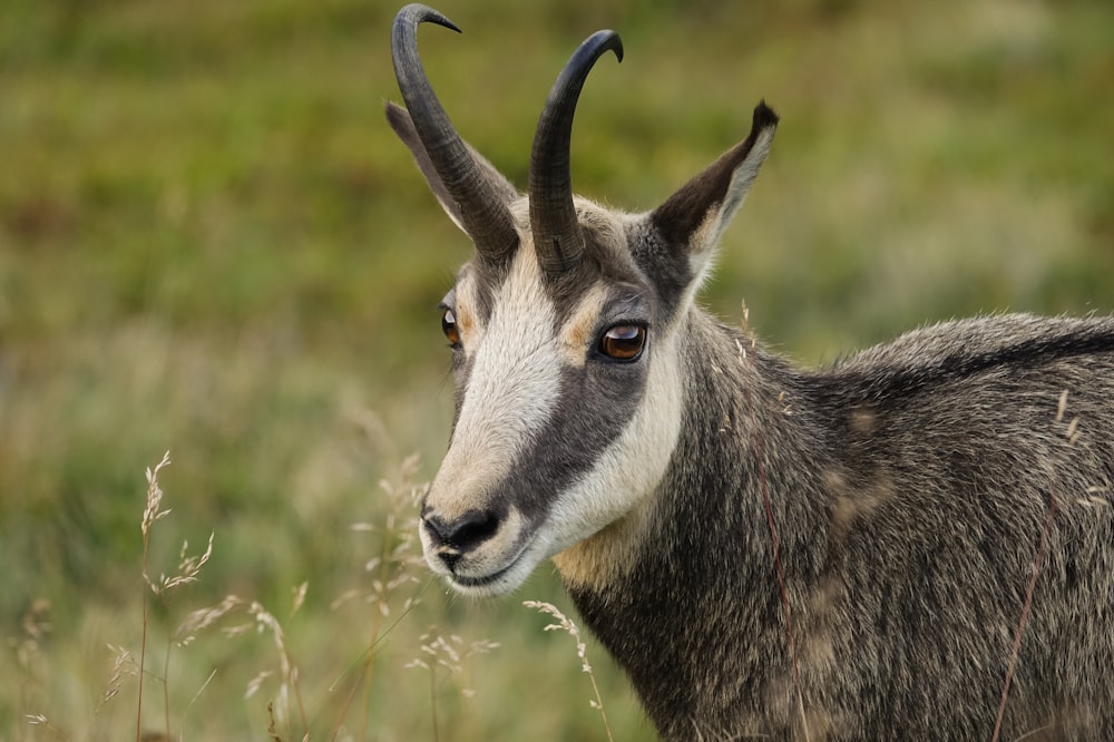 une chèvre avec de longues cornes debout dans un champ
