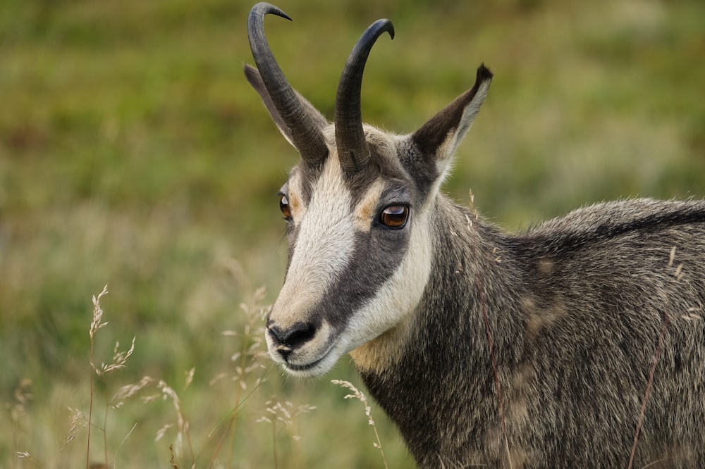 a goat with long horns standing in a field