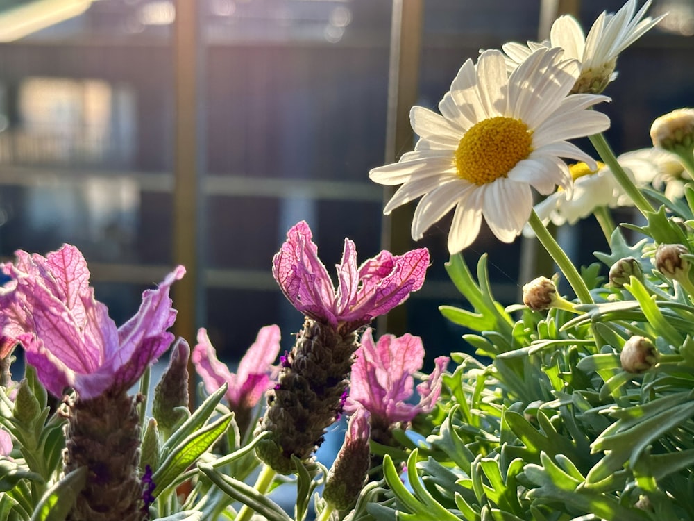 a close up of a bunch of flowers in a field