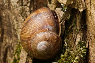 a close up of a snail on a tree