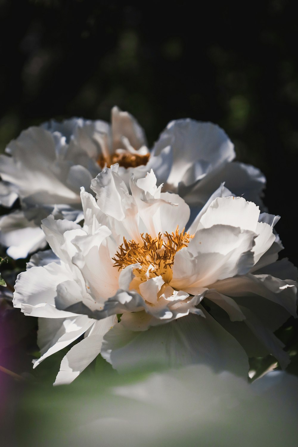 a close up of a white flower with a bee on it