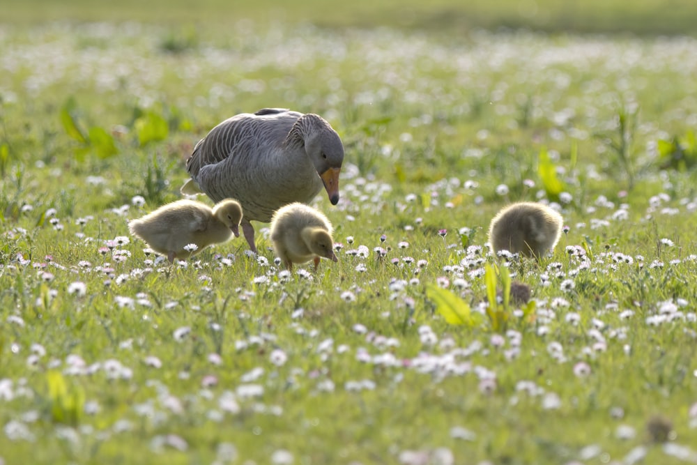 a mother duck and her chicks in a field of flowers