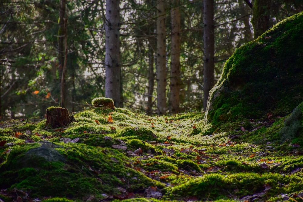 uma floresta coberta de musgo com árvores ao fundo