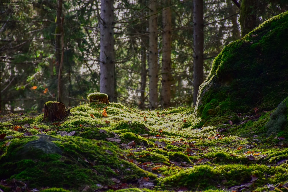 a moss covered forest with trees in the background