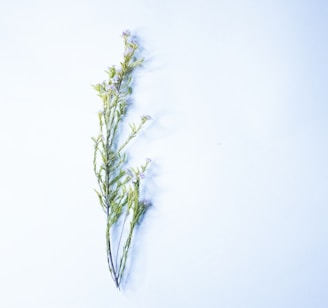 Elegant watercolor painting of a sprig of lavender with soft purples and muted greens on a minimalist background.