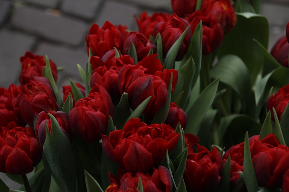 a bunch of red tulips on a brick sidewalk