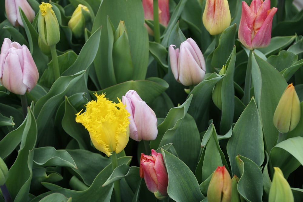 a close up of a bunch of flowers