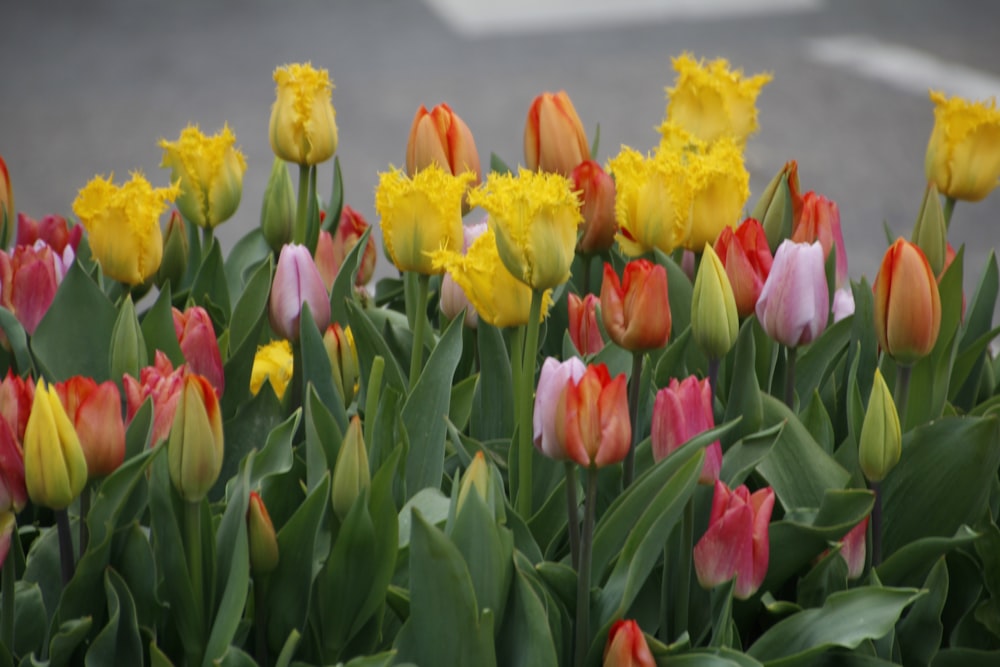 a bunch of flowers that are in the grass