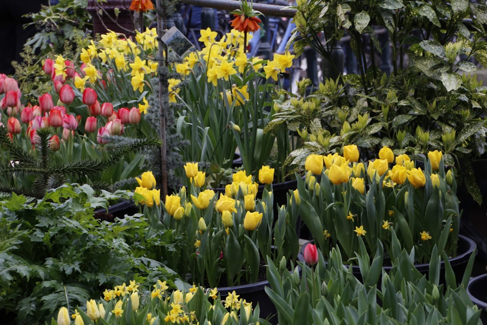 a garden filled with lots of different types of flowers