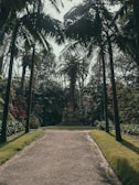 A peaceful garden path winding through tall palms and blooming plants.