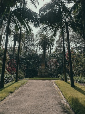 A peaceful garden path winding through tall palms and blooming plants.