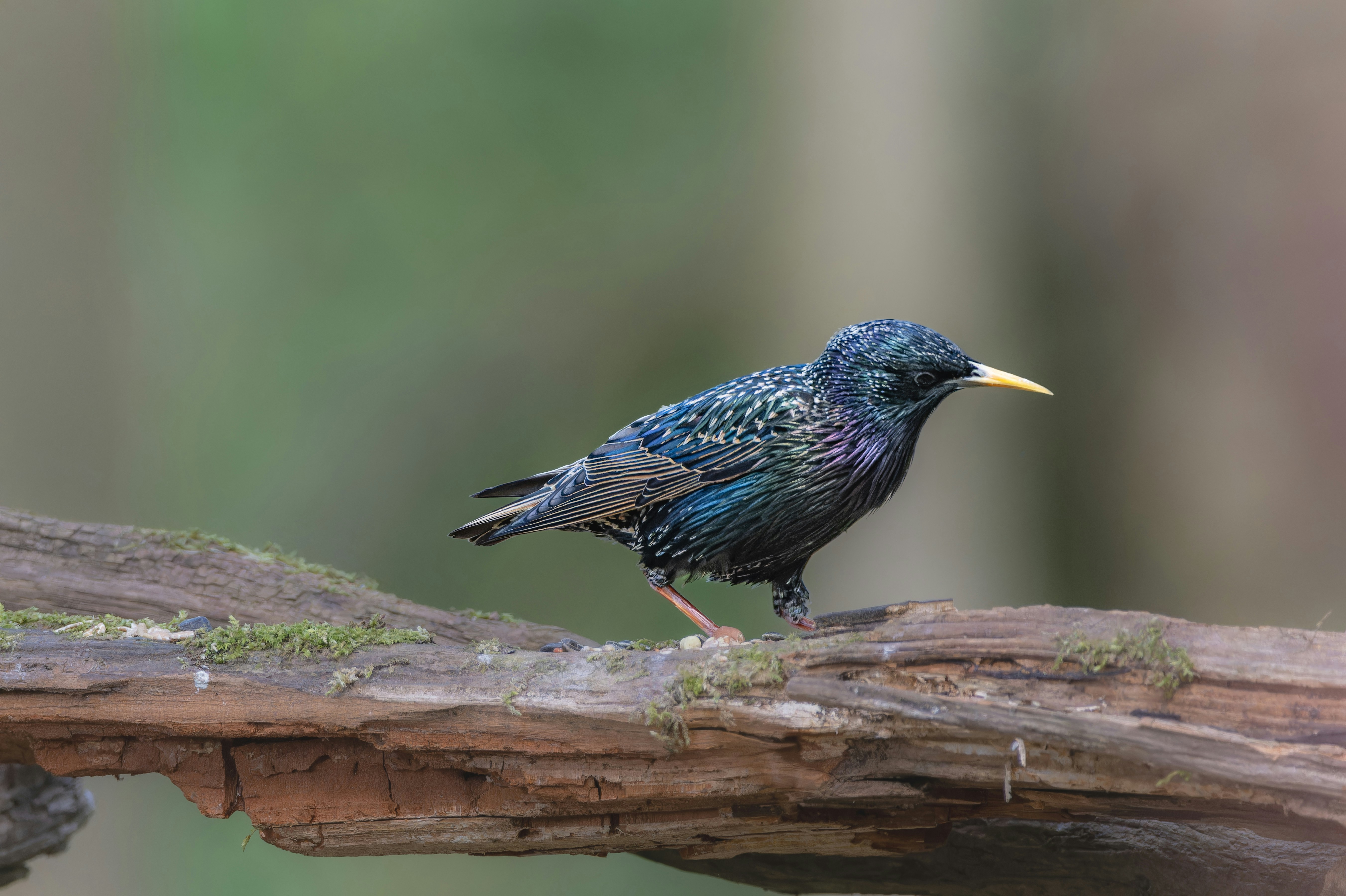 Photo by siegfriedpoepperl