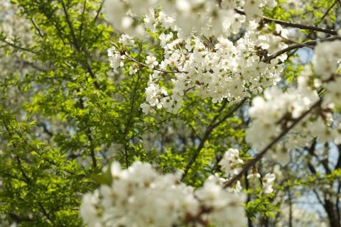 a tree filled with lots of white flowers
