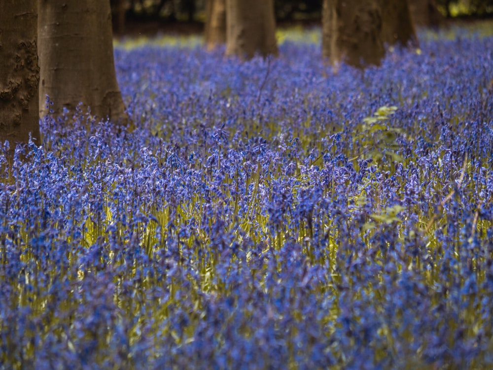 a field of blue flowers with trees in the background