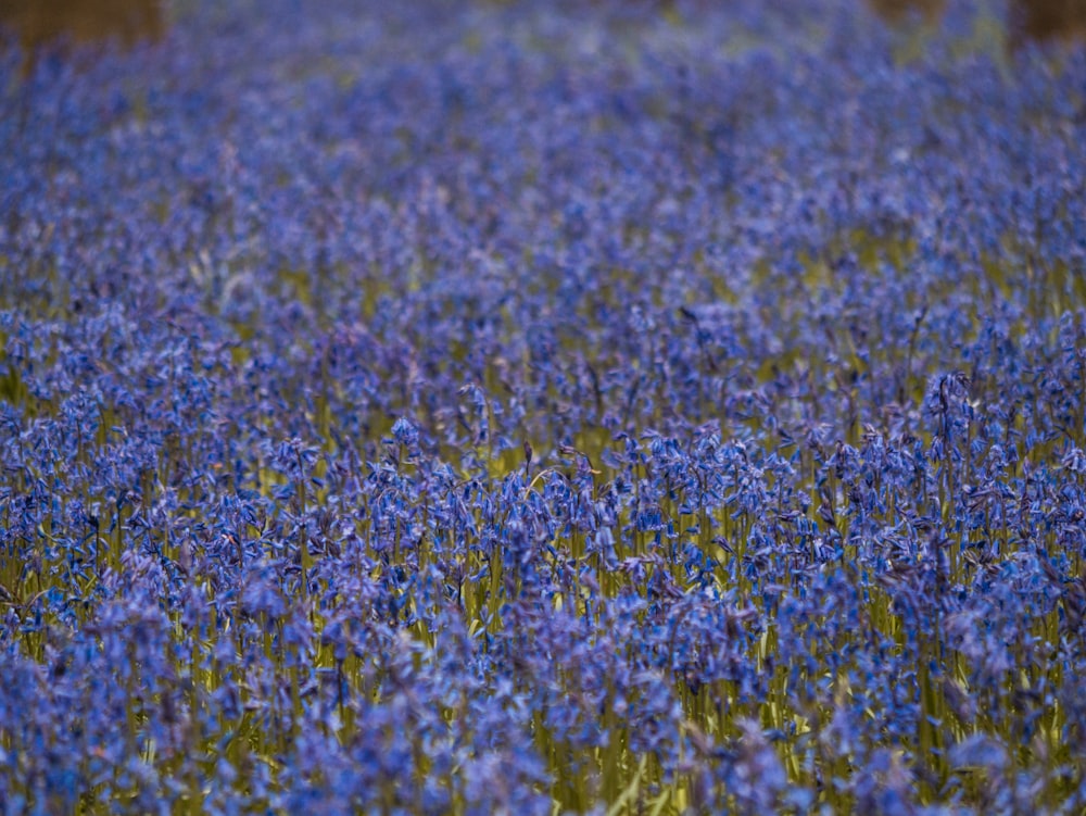 a field full of blue flowers with trees in the background