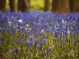 A serene bluebell field symbolizing hope and new beginnings.
