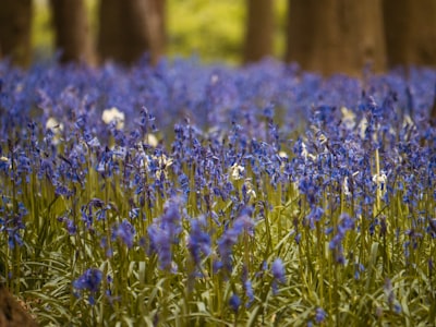 a field of blue flowers with trees in the background