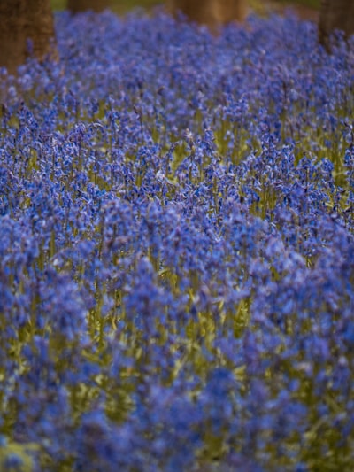 a field of blue flowers with trees in the background
