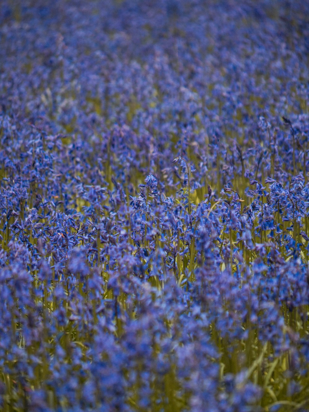 Un campo pieno di fiori blu con un uccello in mezzo al campo