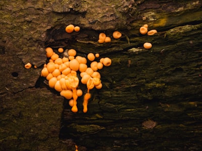 a group of orange mushrooms growing on a tree
