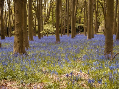 a forest filled with lots of trees and blue flowers