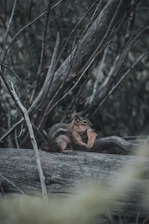 A wonky physics puzzle scene with the squirrel balancing on a wobbly log.