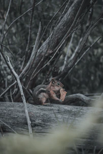 A wonky physics puzzle scene with the squirrel balancing on a wobbly log.