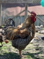 A rooster stands in the foreground on a grassy farmyard, displaying a proud and alert posture. Its plumage features a mix of rich brown, black, and beige colors. In the background, a wire fence and a blurred structure can be seen, suggesting a farm setting with other chickens partially visible.