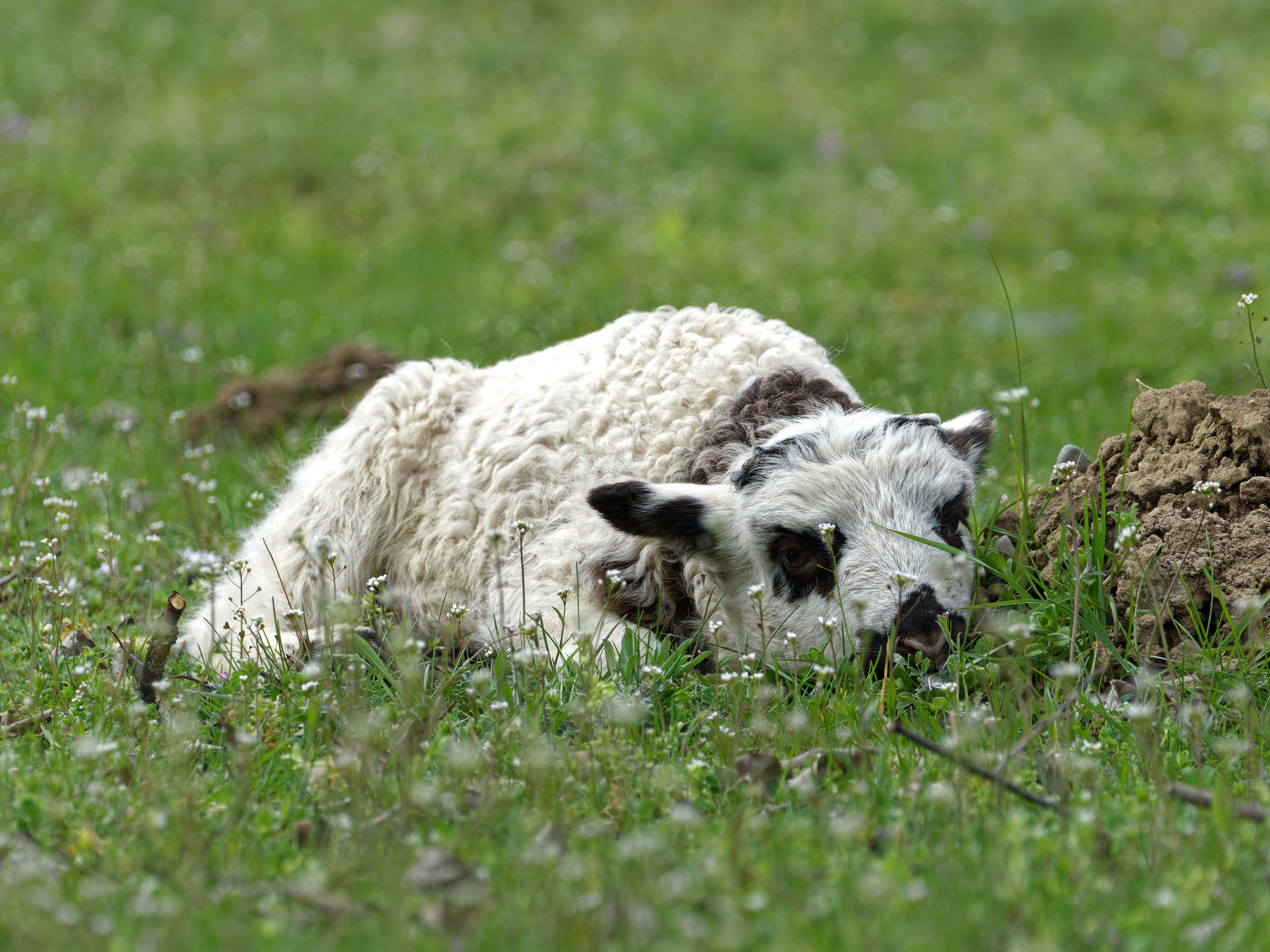 Photo by illes_cristi