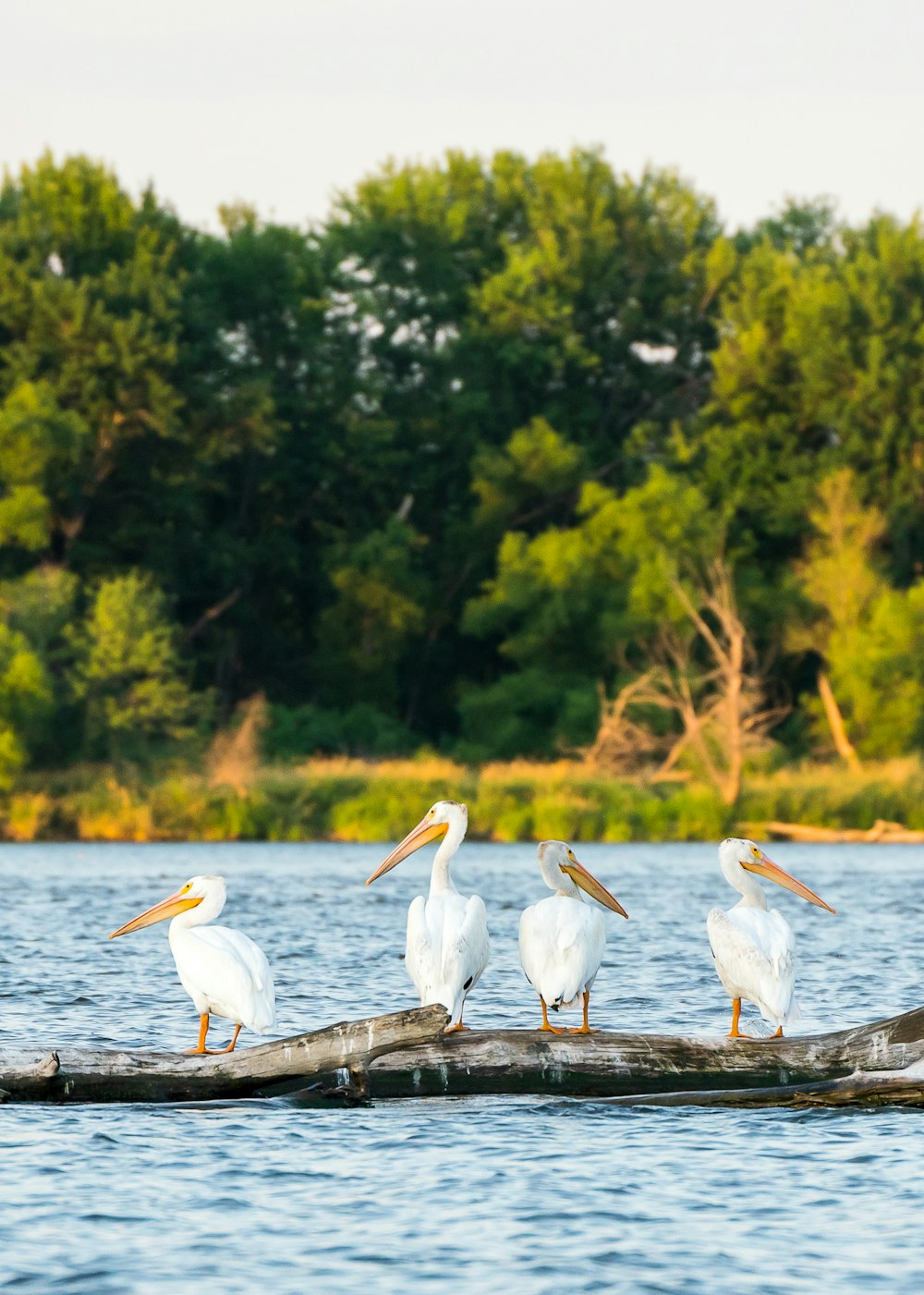 a group of pelicans sitting on a log in the water