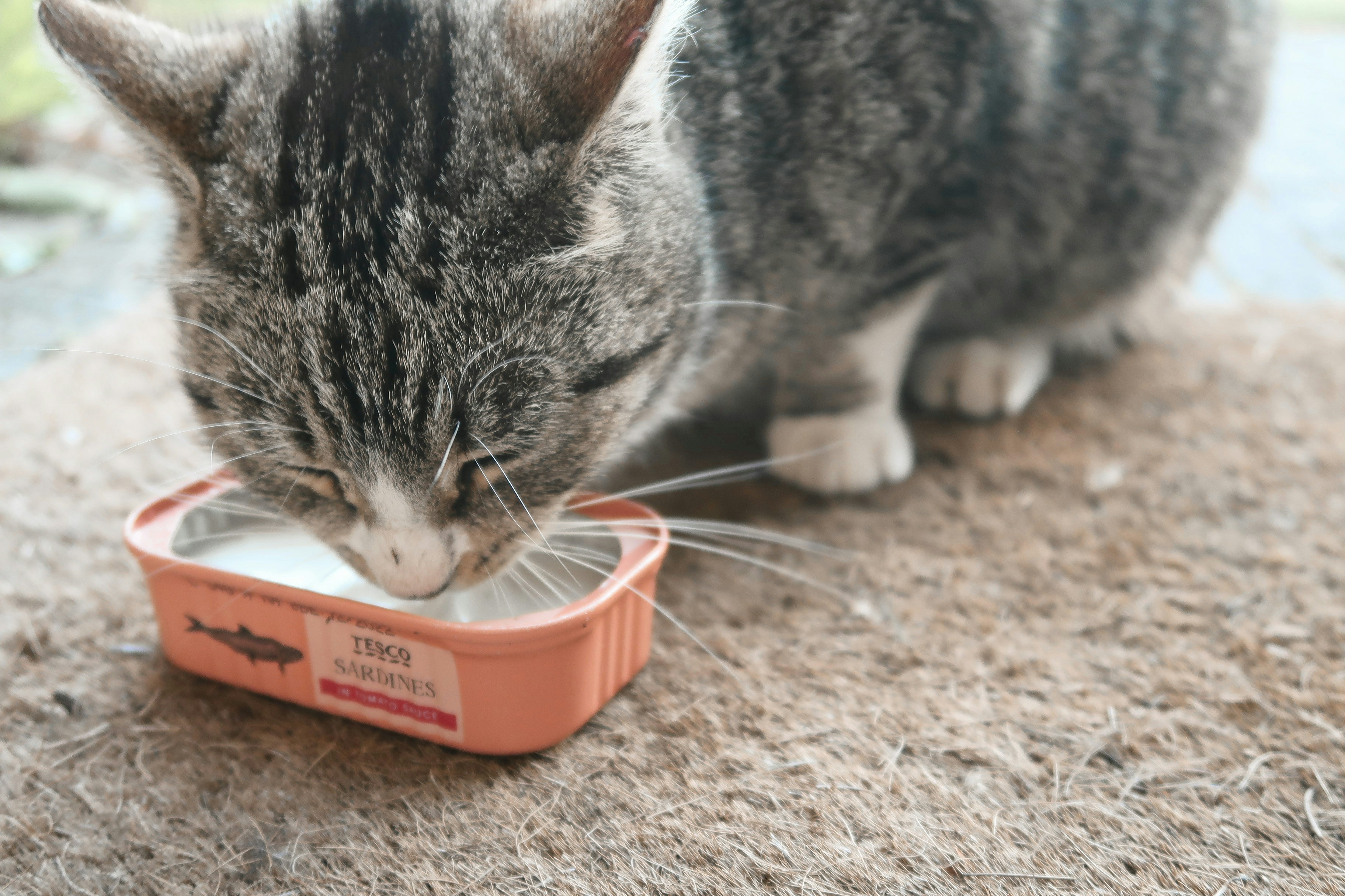 ¿Los gatos pueden beber leche de adultos?