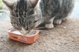 A tabby cat is drinking milk from an orange sardine tin placed on a textured mat. The cat's focus is on the container, indicating it's enjoying the milk.