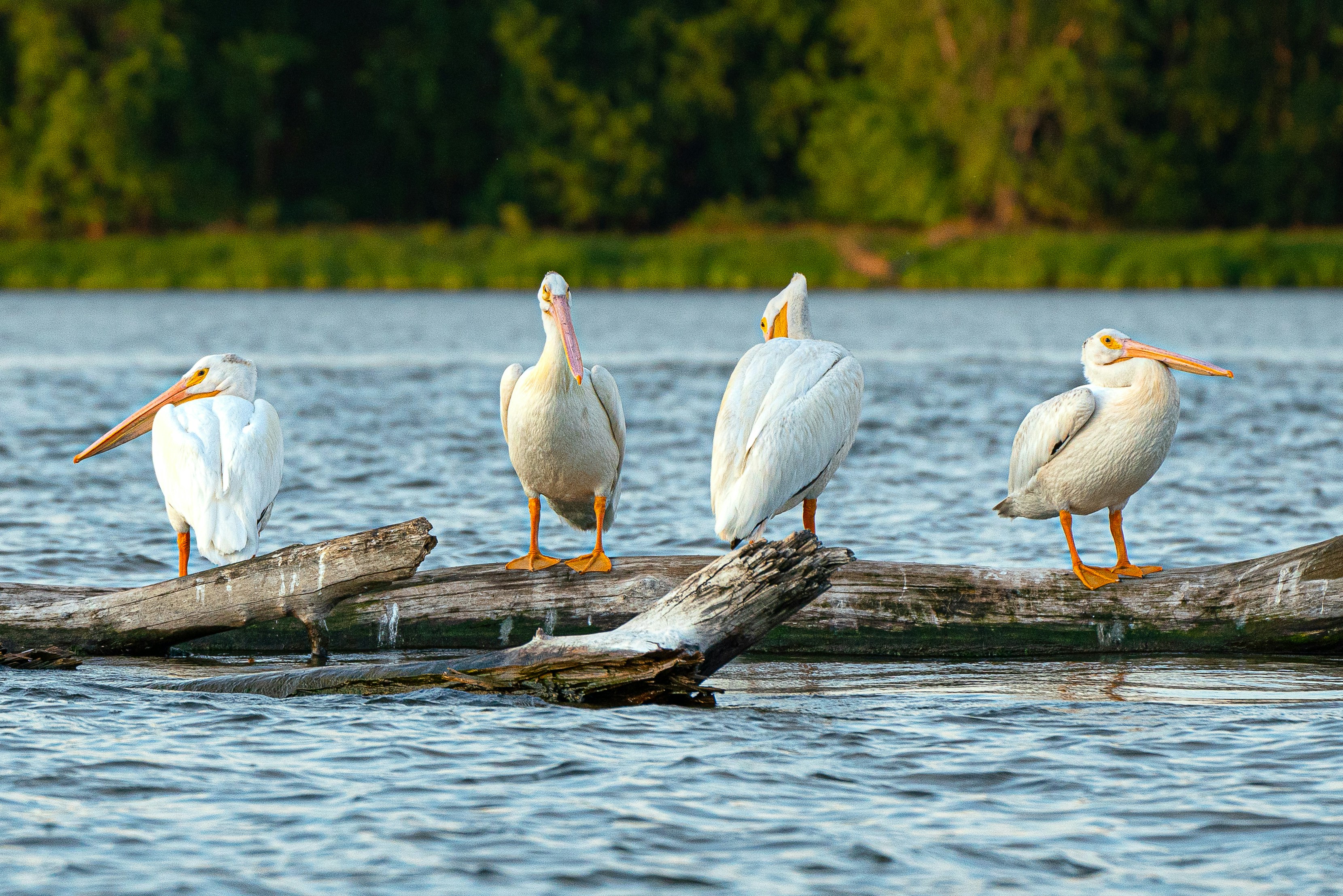 a group of pelicans sitting on a log in the water
